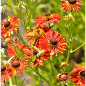 Sonnenbraut 'Flammendes Kätchen' (Helenium) mit rot-gelben Blüten und brauner Mitte.