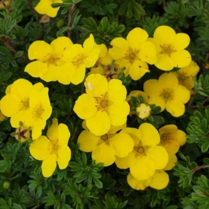 Fingerstrauch 'Goldteppich' Potentilla fruticosa 25 bis 30 cm im Container Kompakt Wachsend
