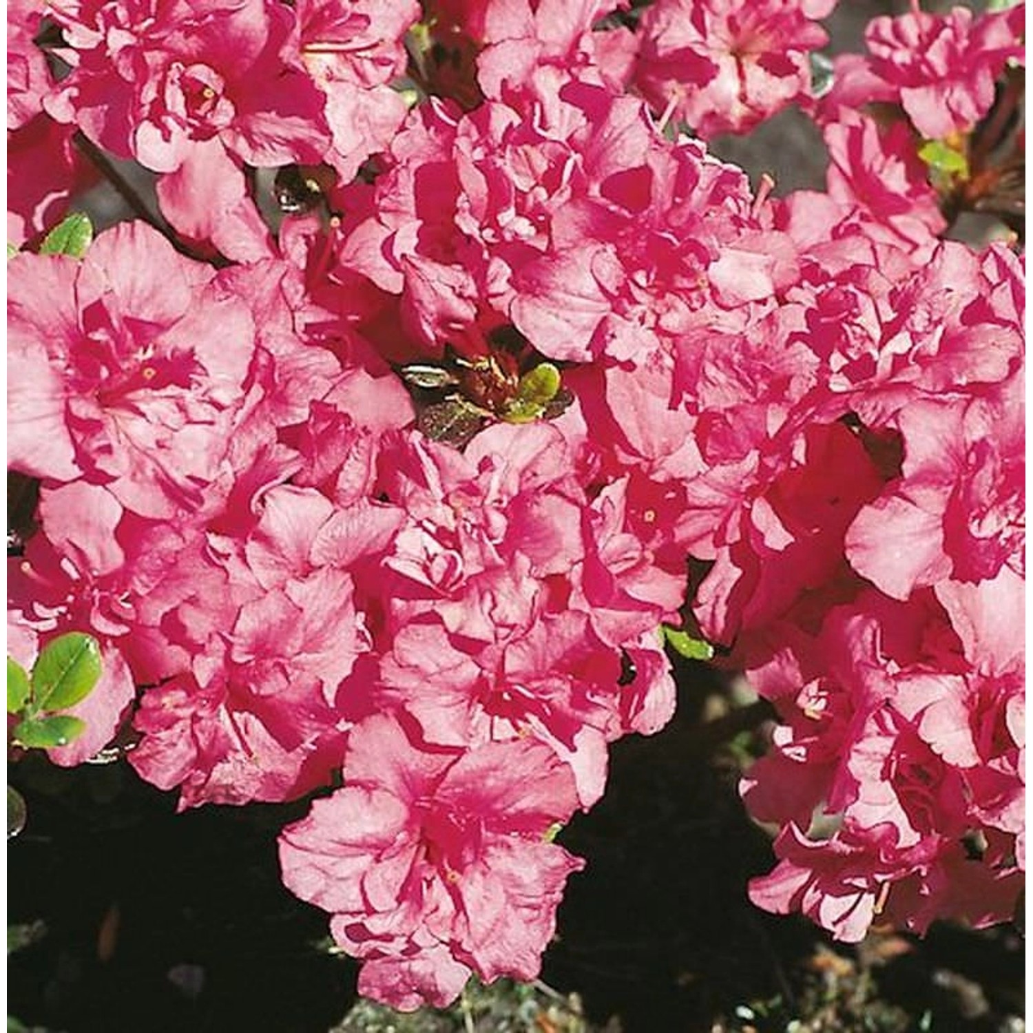 Japanische Azalee Rokoko 40-50cm - Rhododendron obtusum - Alpenrose günstig online kaufen