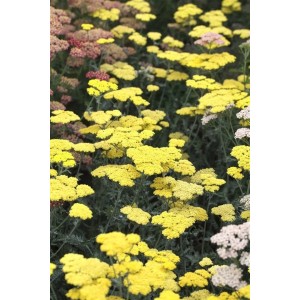 Goldgelbe Achillea 'Moonshine' (Goldgarbe) im Beet, ca. 9x9 cm Topf.