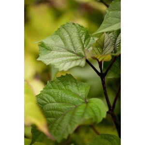 Nahaufnahme der grünen Blätter des Sieben-Söhne-des-Himmels-Strauchs. Hausbaum mit markanter Blattstruktur.