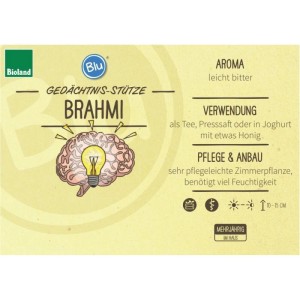 Exotenherz Brahmi (Bacopa Monnieri) Kräuterpflanze im Topf, Gedächtnisstütze.