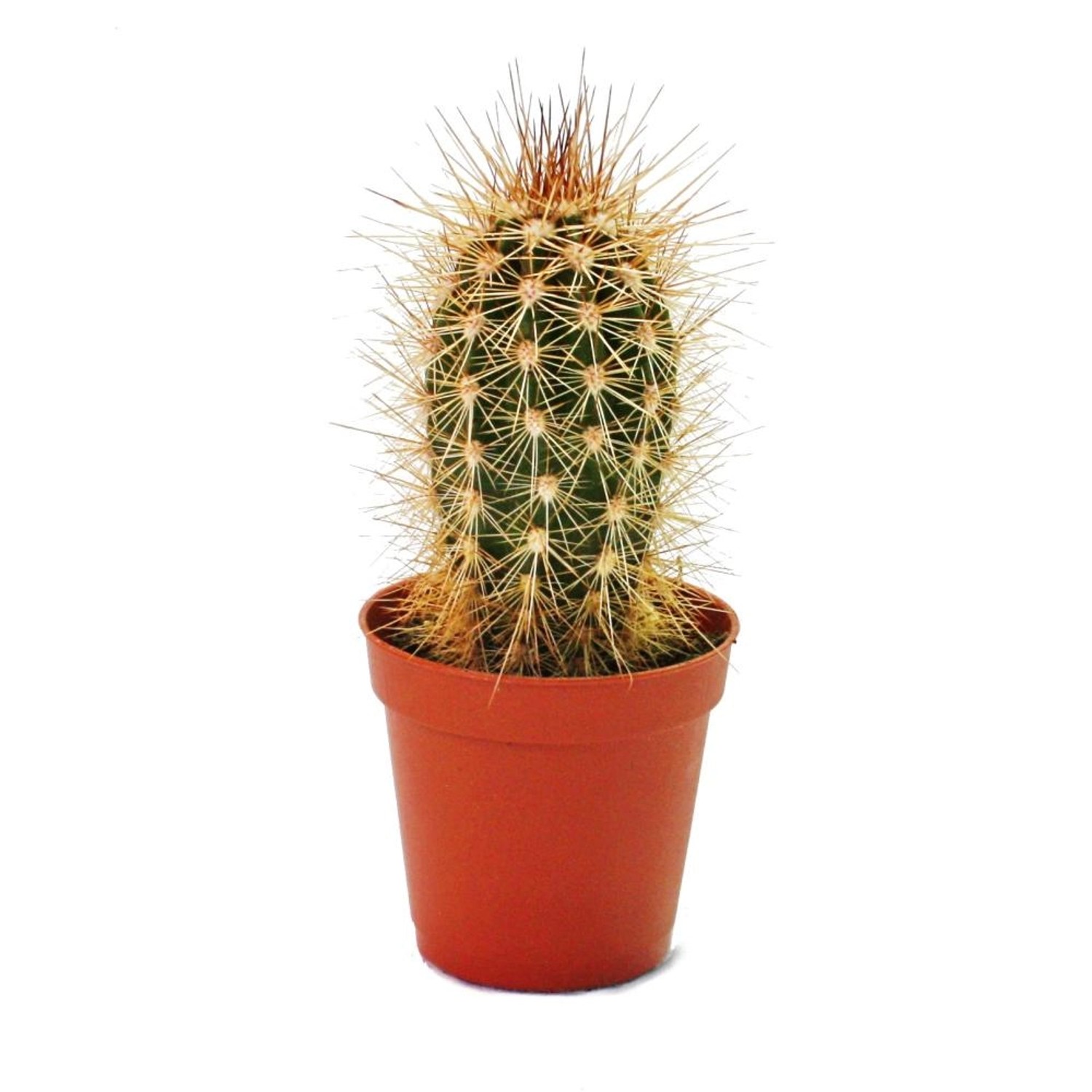 Exotenherz Pachycereus Pringley Kleine Pflanze im 5,5cm Topf günstig online kaufen