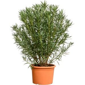 Oleander Busch XXL Rot, ca. 180-200cm im Topf. Nerium oleander Kübelpflanze für Terrasse und Balkon.