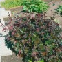 Heuchera 'Cappuccino' Silberglöckchen im 11x11 cm Topf, bronzefarbenes Laub im Gartenbeet.