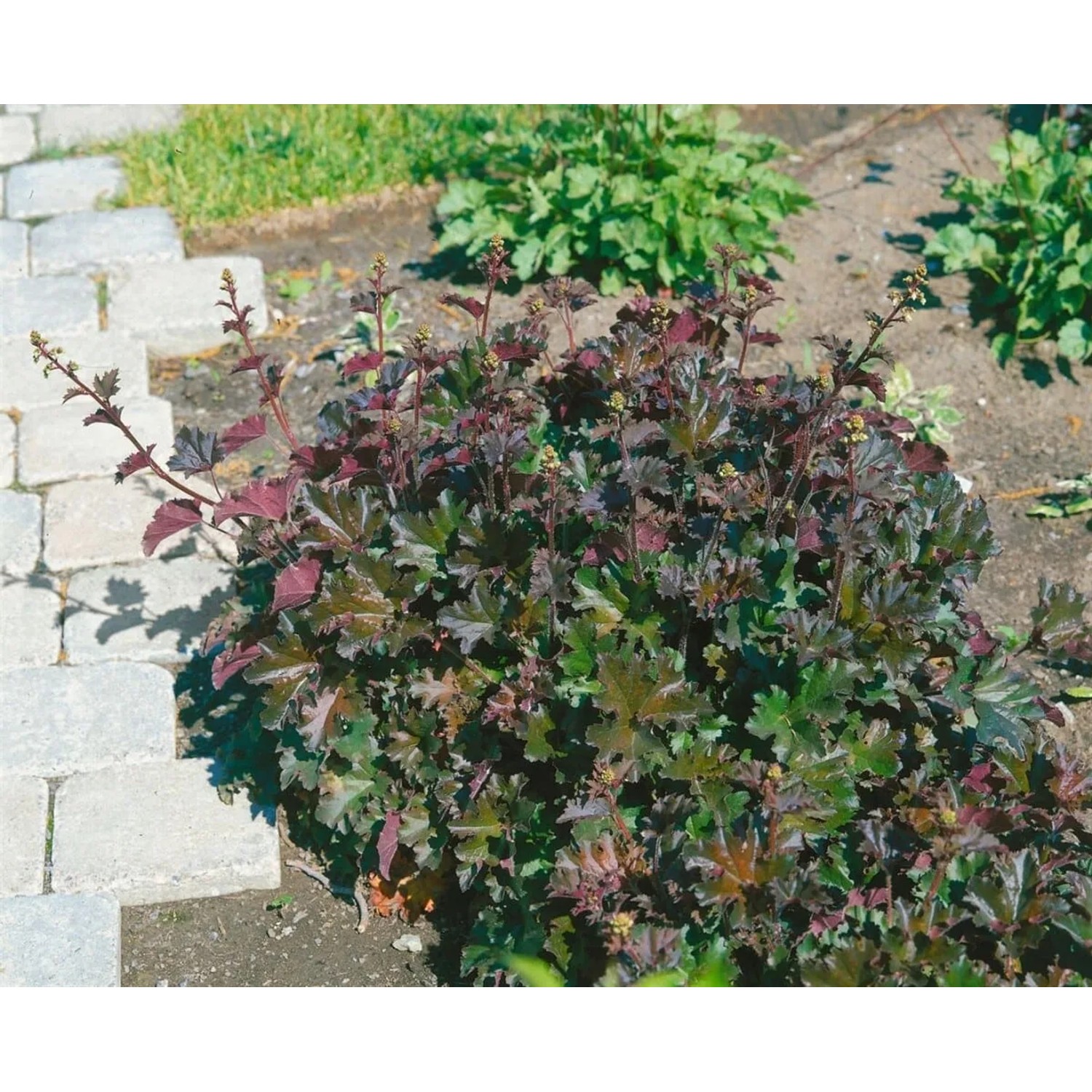 Heuchera 'Cappuccino' Silberglöckchen im 11x11 cm Topf, bronzefarbenes Laub im Gartenbeet.