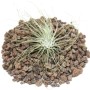 Exotenherz Tillandsia Argentea auf Lavasteinen, Nahaufnahme der Pflanze.