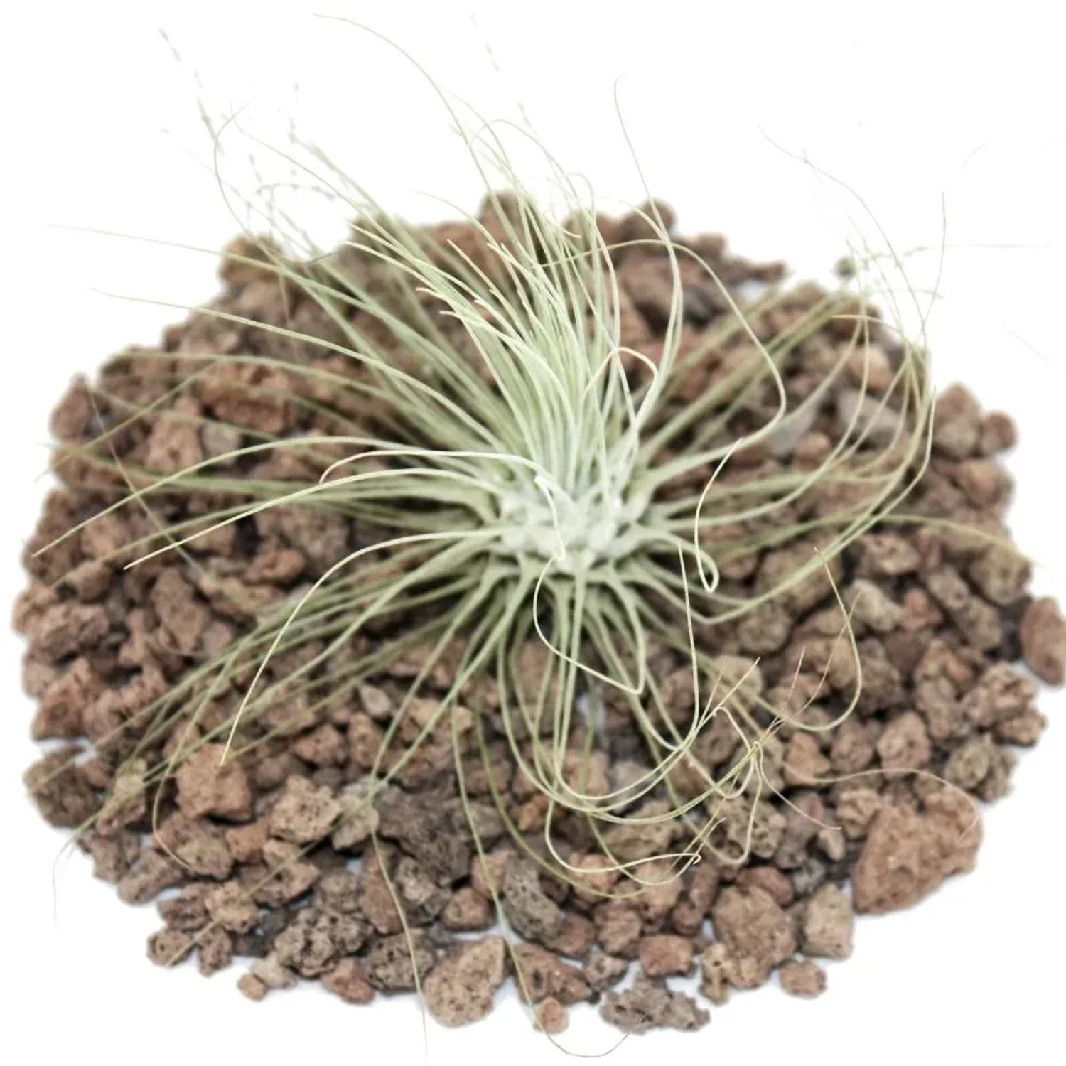 Exotenherz Tillandsia Argentea auf Lavasteinen, Nahaufnahme der Pflanze.