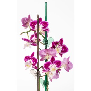 Scheurich Orchideenstab Platin, 58cm, mit pinkfarbenen Orchideenblüten.