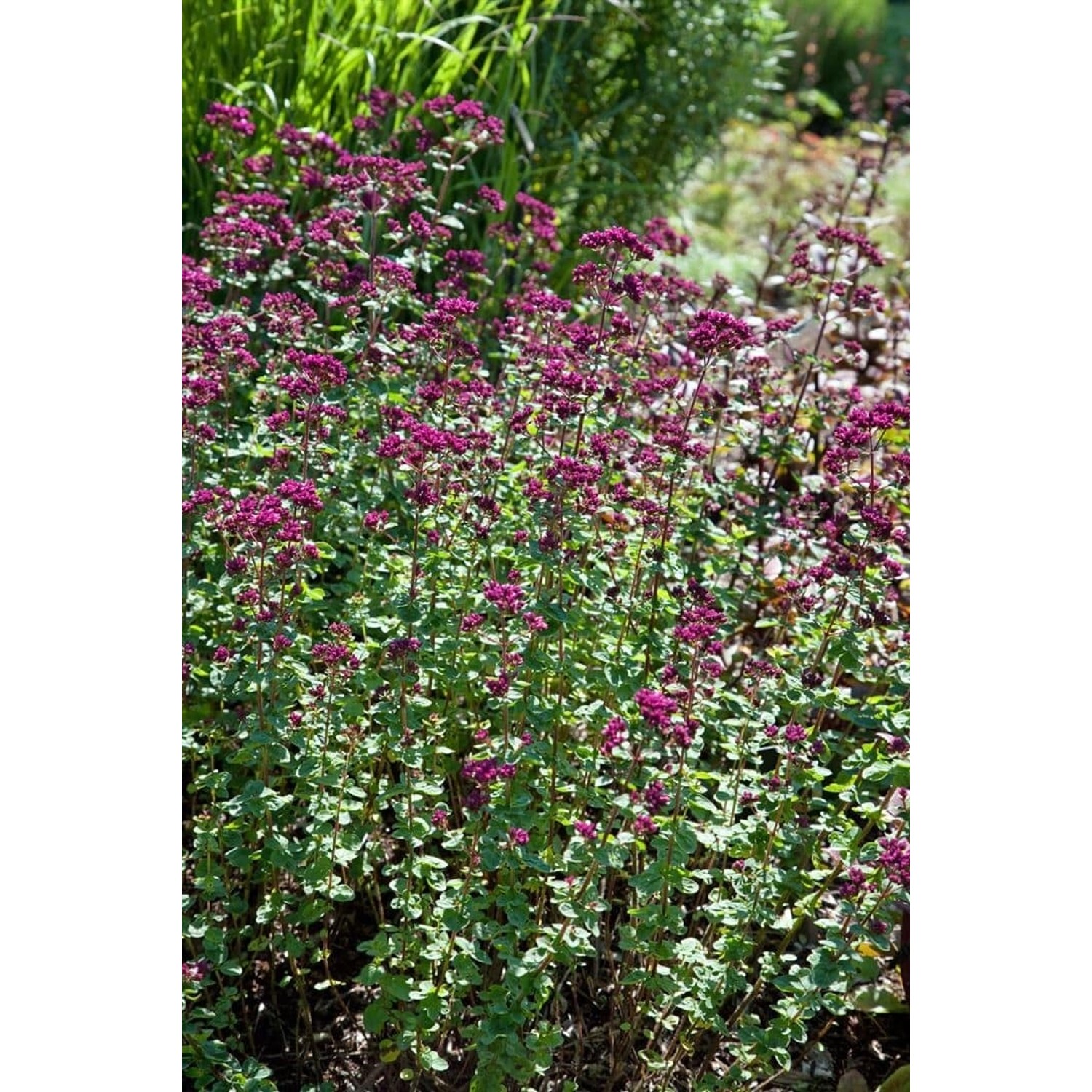 Origanum Laevigatum Rosenkuppel Dost Ca. 9x9 cm Topf günstig online kaufen