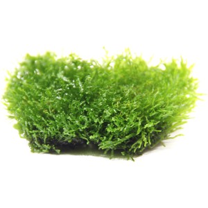 Dennerle Aquariumpflanze Riccardia chamedryfolia In-Vitro, Korallenmoos für Aquascaping.