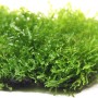 Dennerle Aquariumpflanze Riccardia chamedryfolia In-Vitro, Korallenmoos für Aquascaping.