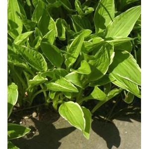 Nahaufnahme der Schmalblattfunkie Alba (Hosta sieboldii) mit grün-weißen Blättern.