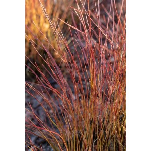 Roter Hartriegel 'Firedance' mit leuchtend roten Trieben, ca. 60-80 cm hoch.