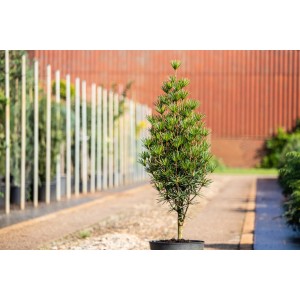 Japanische Schirmtanne im Topf, ca. 30-40 cm hoch, grüne Nadeln, Sciadopitys.