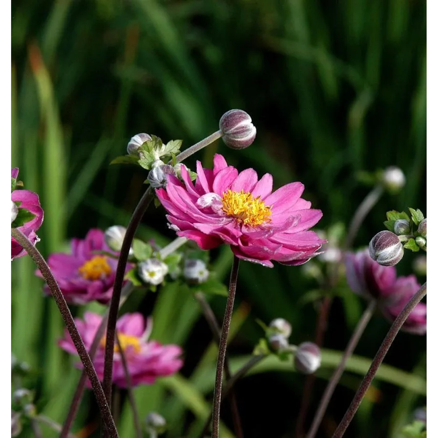 Anemone Pamina - Anemone japonica