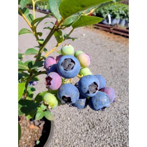 Heidelbeere Reka (Vaccinium corymbosum) mit reifen, blauen Früchten und grünen Blättern.