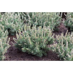 Kompakte, grüne Bergkiefer Pinus Mugo Humpy (15-20 cm) im Beet.