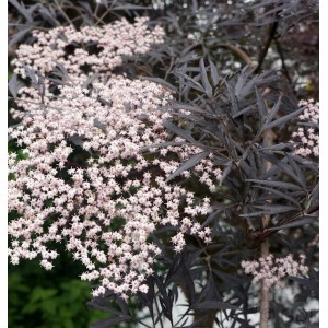 Schwarzer Holunder Black Lace mit rosa Blüten und dunklem Laub. Zierstrauch für den Garten.