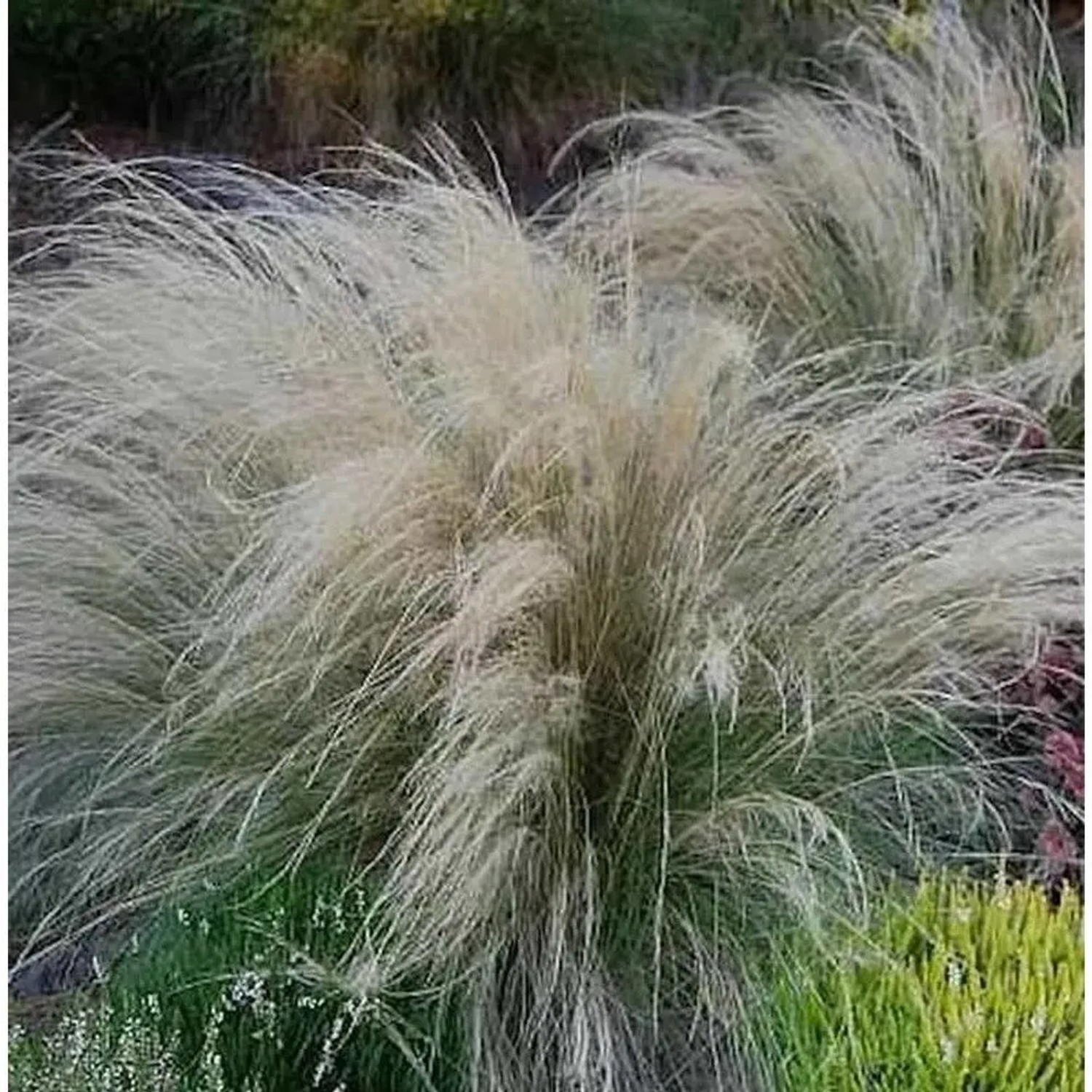Engelshaargras - Stipa tenuissima