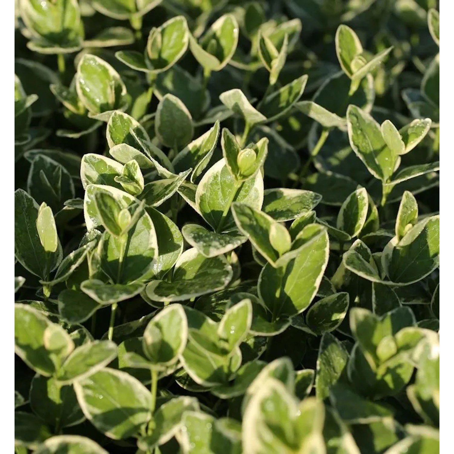 10x Kleinblättriges Immergrün Aureovariegata - Vinca minor