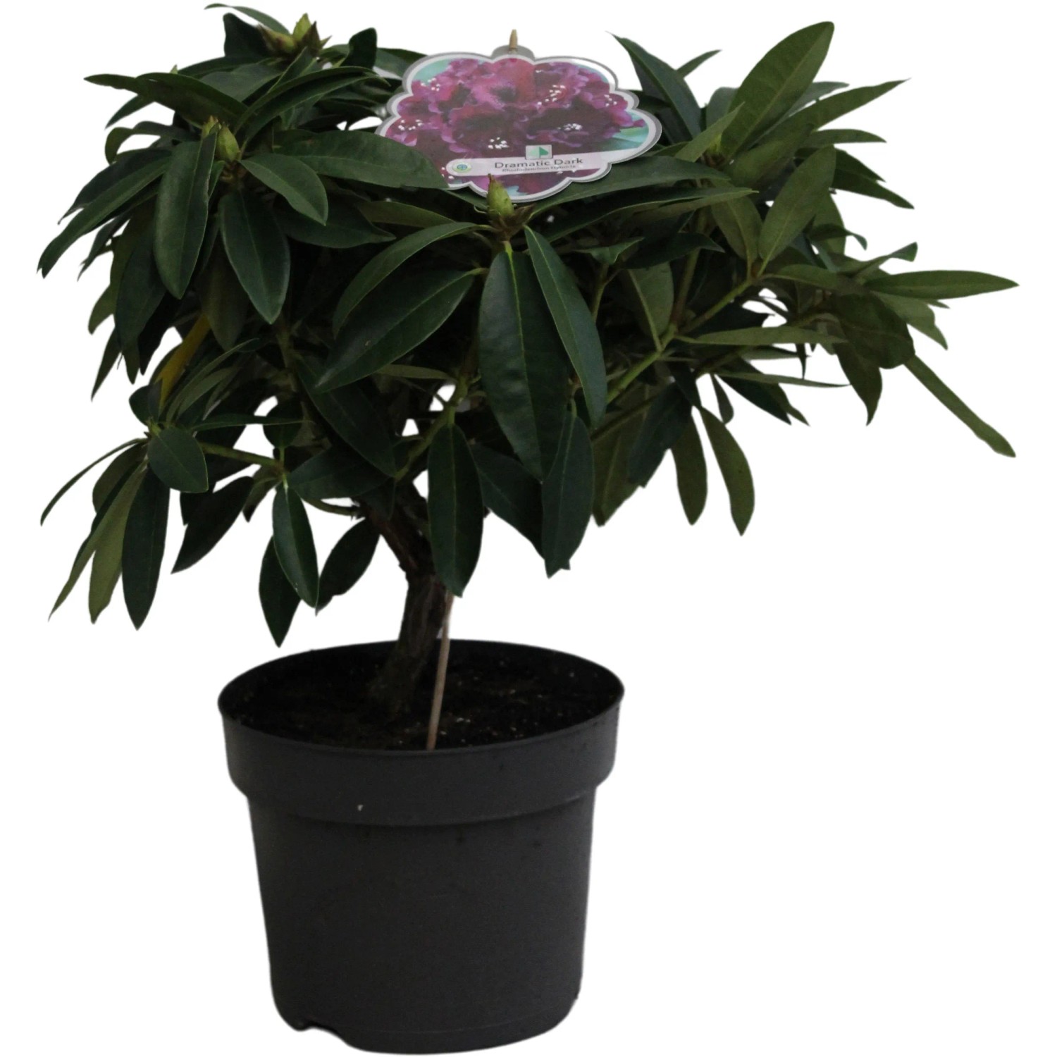 Rhododendron "Dramatic Dark" 20-40 cm 7,5 l Topf fr Kbel kleinwchsig  kaufen bei OBI