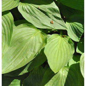 Nahaufnahme der grünen Blätter der Graublattfunkie Dr. Simon (Hosta tardiana).