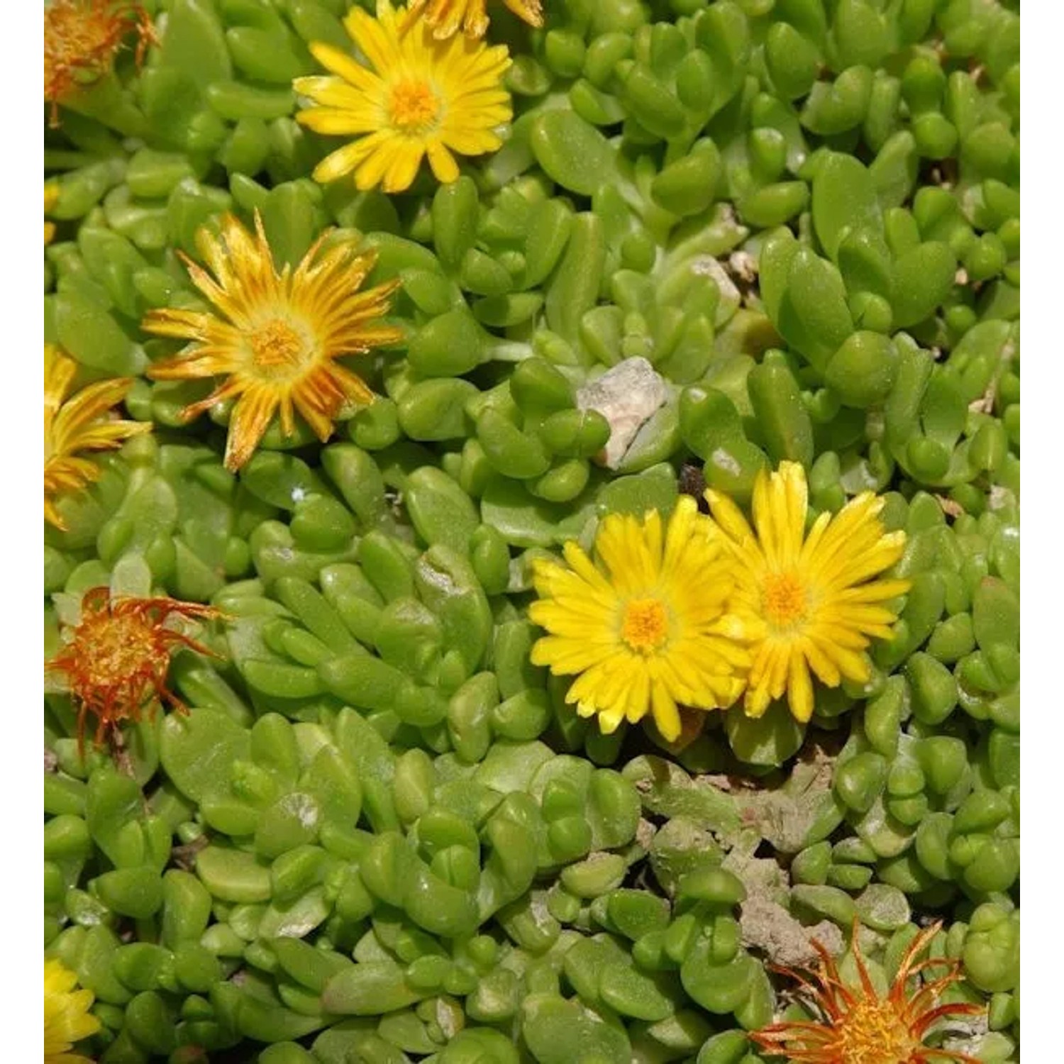 Gelbes Mittagsblümchen - Delosperma nubigenum
