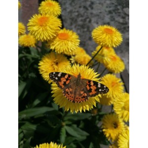 Gelbe Xerochrysum Stehpflanze mit Schmetterling, Topf-Ø ca. 17 cm.
