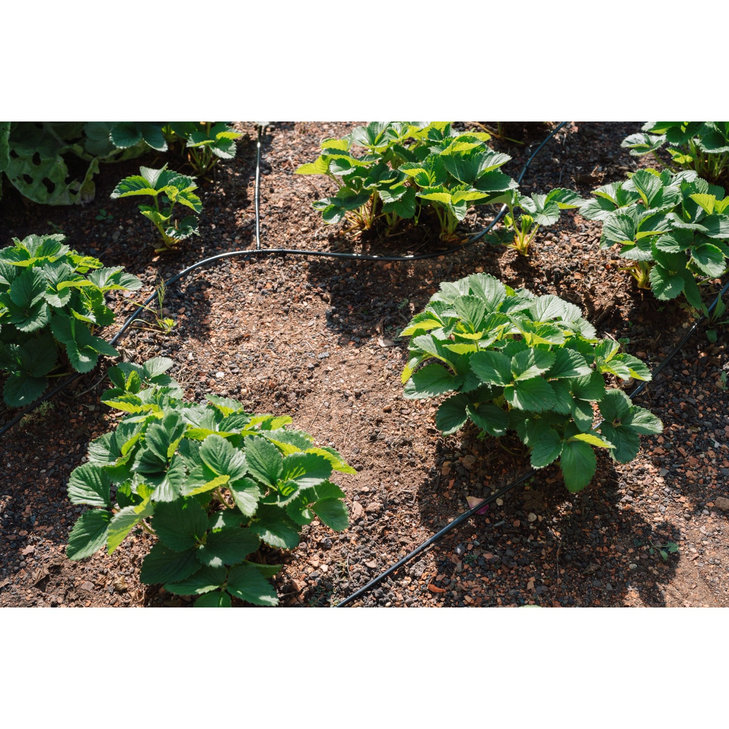 Geka Drip Set zur Bewässerung von Gemüse- und Blumenbeeten mit 6 mm Tropfrohr.