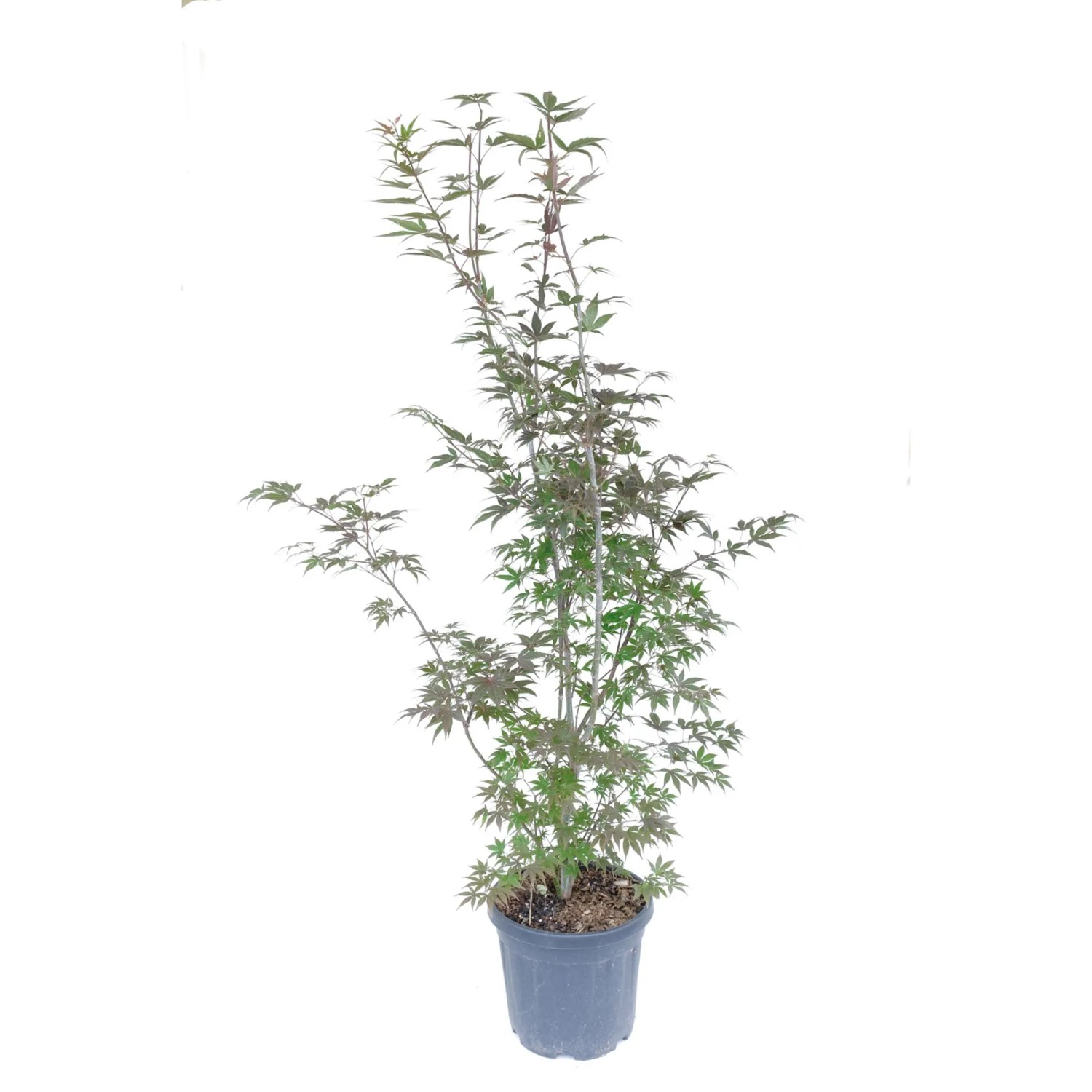 GROW by OBI Ahorn Höhe ca. 100 cm Topf ca. 18 l Acer palmatum Atropurpureum