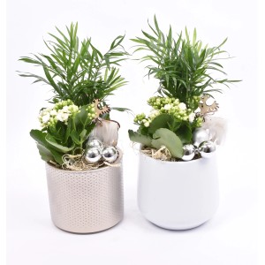 Winterliches Pflanzen-Arrangement im Keramiktopf Auswahl Topf-Ø ca. 14 cm