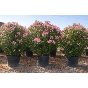 Sunny-Tree Oleander Farbe Rosa  220/240 cm Nerium Oleander Pflanze für Draußen Immergrün im Winter  Mediterrane Pflanze