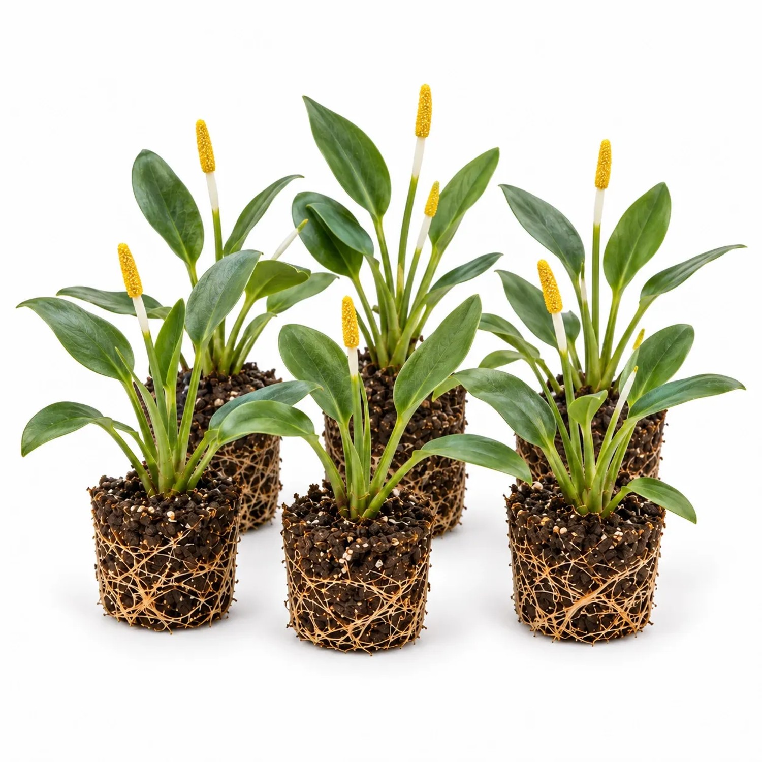 Vdvelde Goldkeule   Orontium Aquaticum   12 Pflanzen
