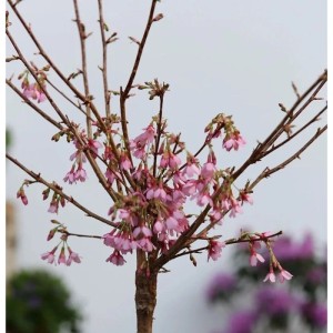 Hochstamm Zierkirsche Okame (100-125cm) mit zarten, rosa Blüten im Frühling.
