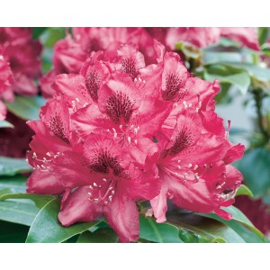 Nahaufnahme des rot blühenden Rhododendron Nova Zembla im Topf.