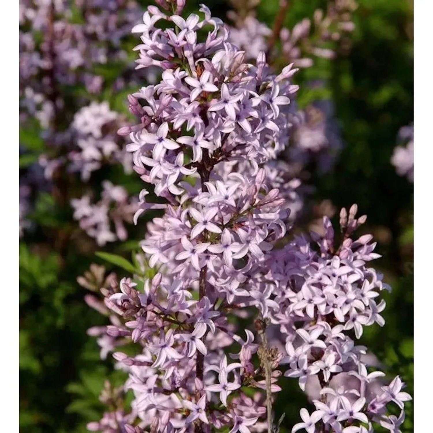 Afghanischer Flieder 40-60cm - Syringa afghanica