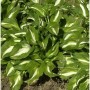 Schneefeder Funkie Univittata - Hosta undulata_2