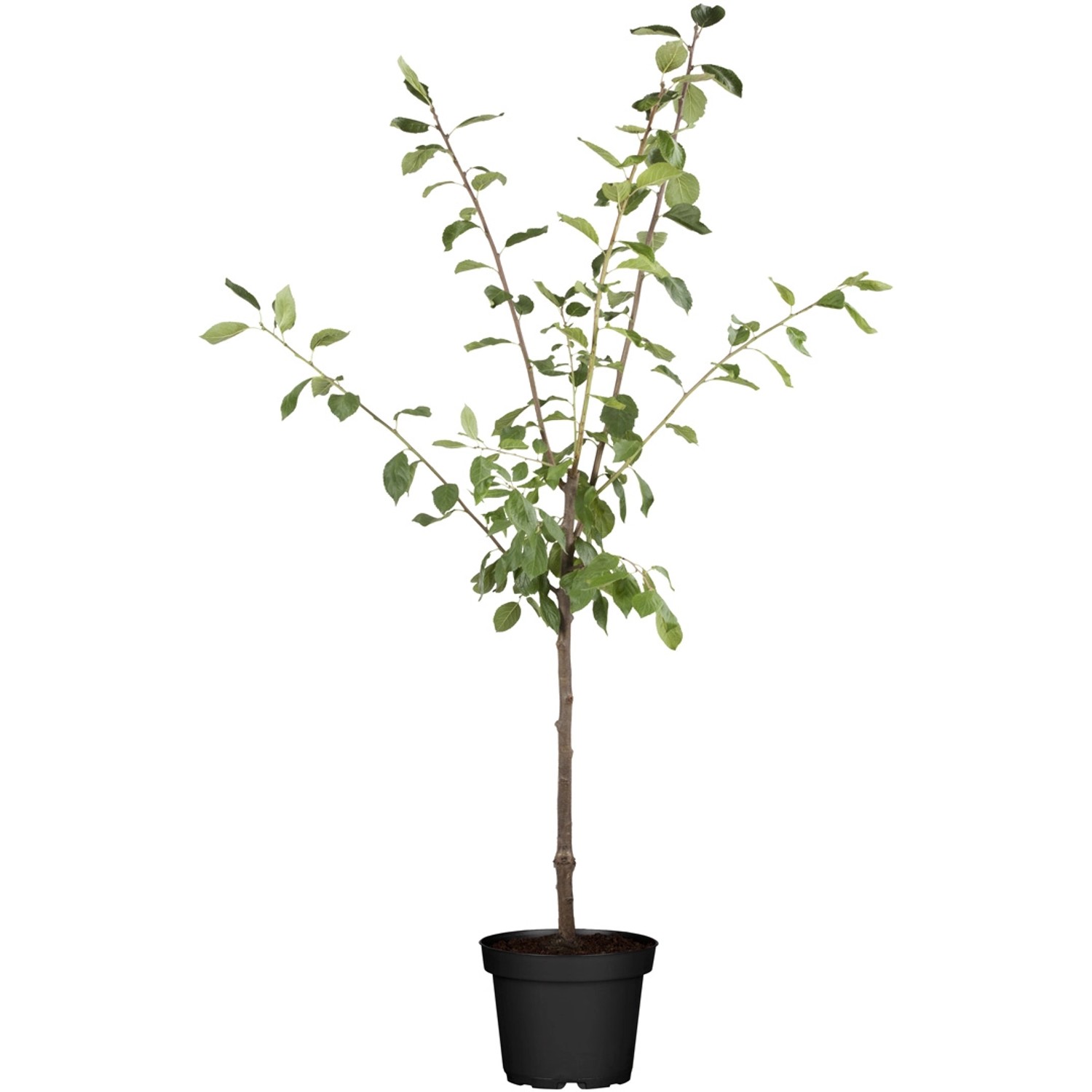 GROW by OBI Bio Zwergapfel Gelb Höhe ca. 40 - 60 cm Topf ca. 7,5 l