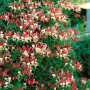 Rosa-gelbes Geißblatt Lonicera 'America Beauty', eine blühende Kletterpflanze für Garten & Kübel.