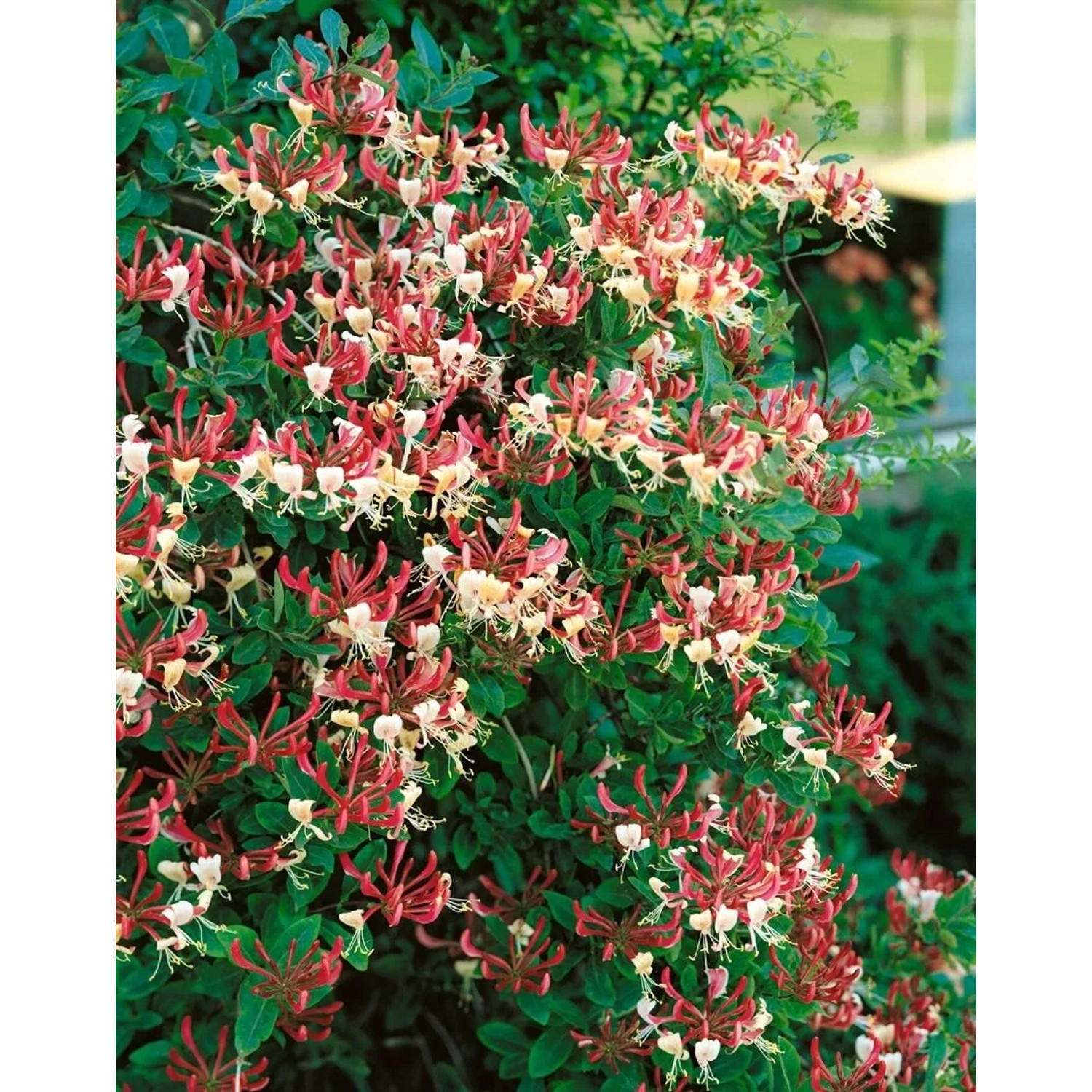 Rosa-gelbes Geißblatt Lonicera 'America Beauty', eine blühende Kletterpflanze für Garten & Kübel.