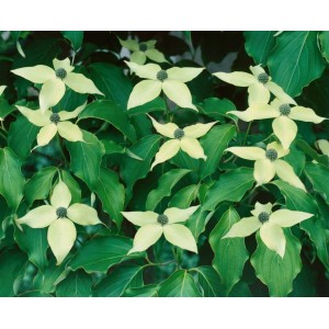 Blühender Japanischer Blumen-Hartriegel 'Greensleeves' mit weißen Blüten und grünen Blättern.