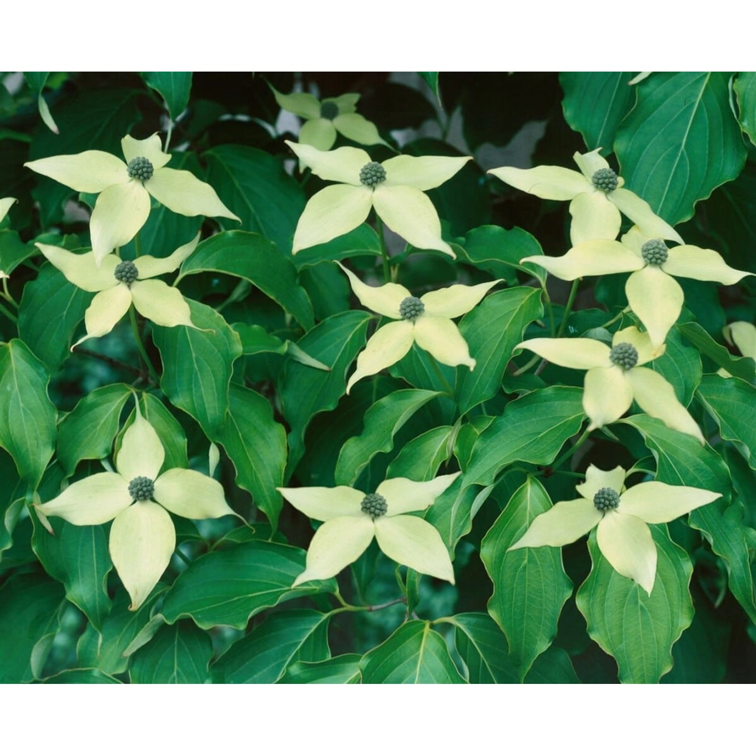Cornus Kousa Greensleeves Japanischer Blumen-Hartriegel 80–100 cm günstig online kaufen