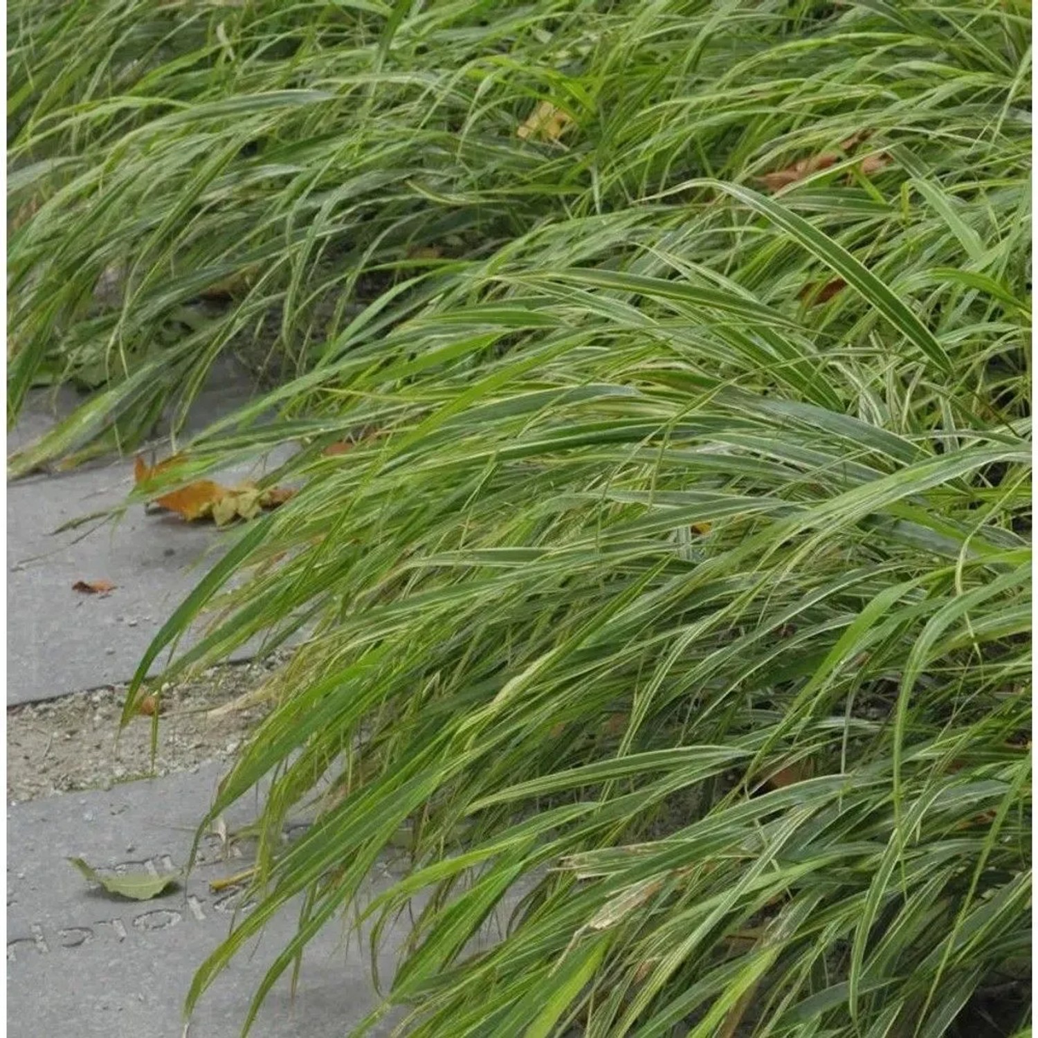 Japan Silberbandgras (Hakonechloa macra) im Topf, grüne Blätter mit silbernen Streifen.