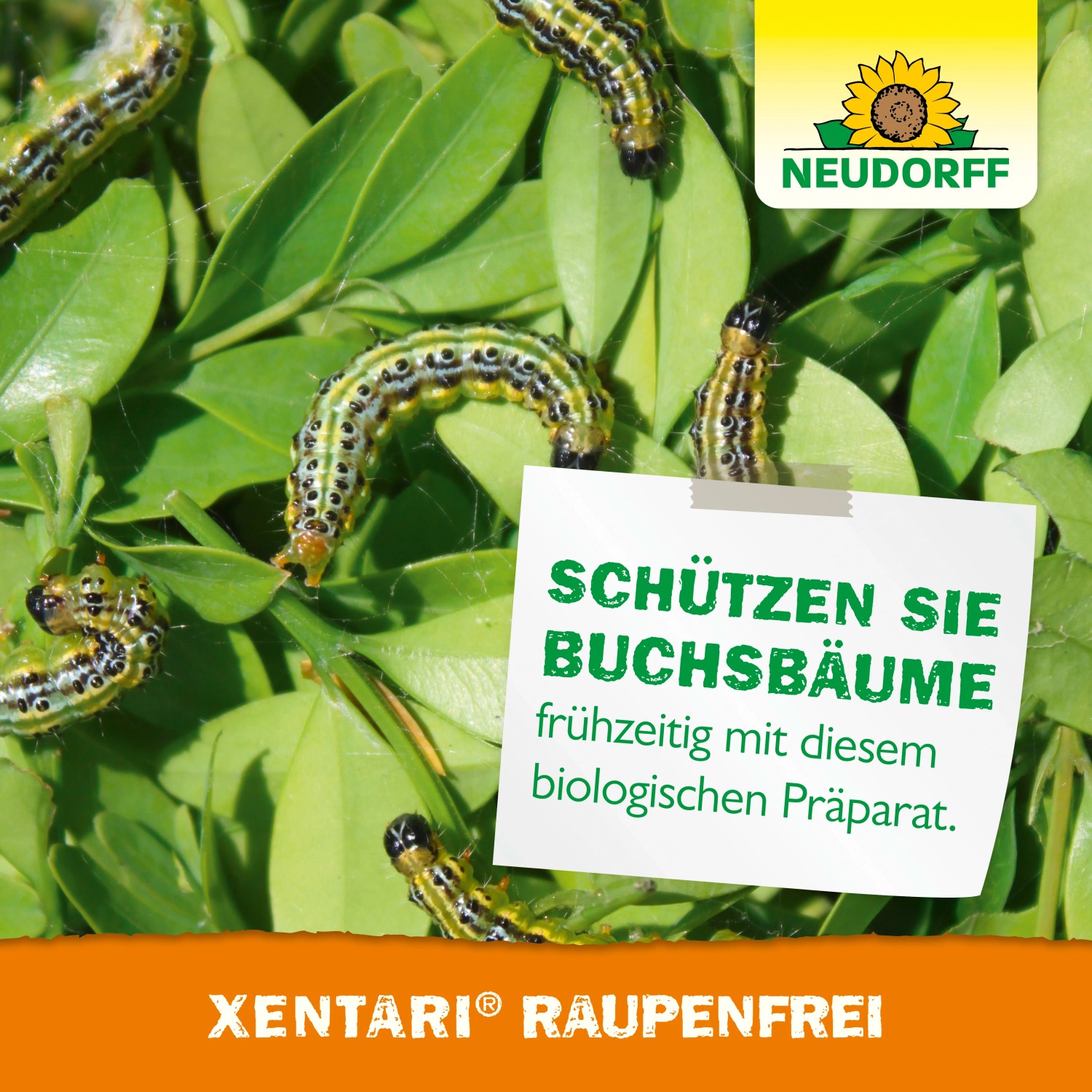 Neudorff Raupenfrei Xentari: Raupen auf Buchsbaumblättern, Hinweis zum Schutz der Pflanzen.