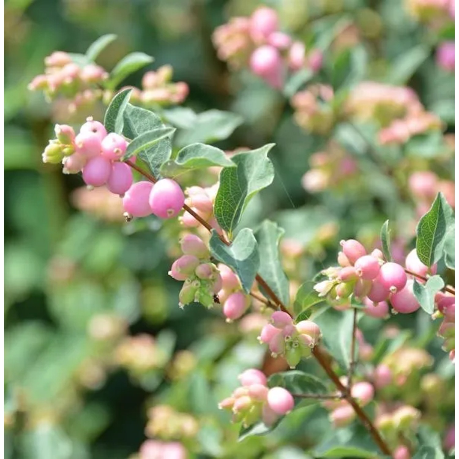 Amethystbeere Magical Sweet 30-40cm - Symphoricarpos doorenbosii