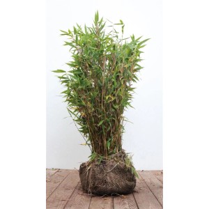 Immergrüner Fargesia Murieliae Jumbo Bambus, 60–80 cm hoch, ideal für Garten und Kübel.