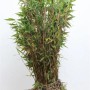 Immergrüner Fargesia Murieliae Jumbo Bambus, 60–80 cm hoch, ideal für Garten und Kübel.