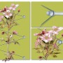Floracord Rankhilfe aus Edelstahl mit Kletterpflanze und Seilspanntechnik.