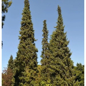Mehrere Serbische Fichten (Picea omorika) im Garten, 60-80cm hoch.